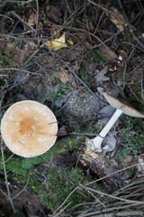 Leucocortinarius bulbiger