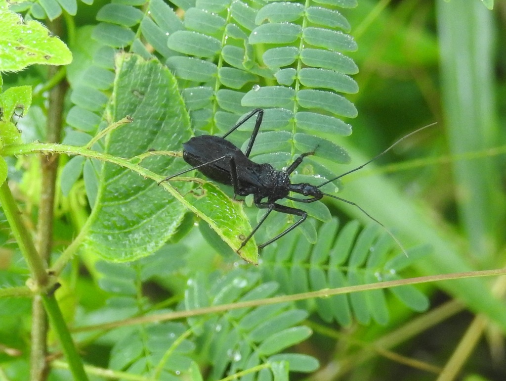 Rhynocoris squalus
