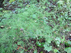 Asparagus schoberioides