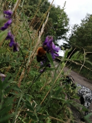 Bombus hypnorum