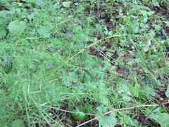 Asparagus schoberioides