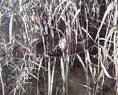 Ixobrychus minutus