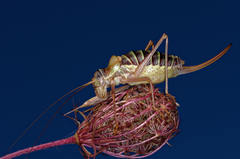 Ephippiger diurnus diurnus