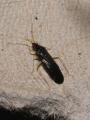Phylus coryli