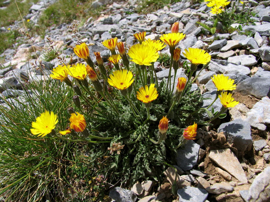 Hairy Hawkbit