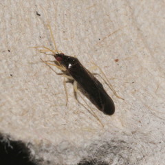 Phylus coryli