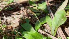 Plantago debilis