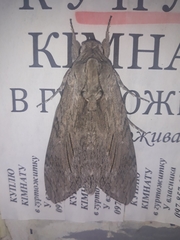 Agrius convolvuli