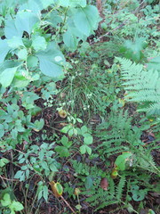 Sanicula chinensis