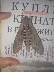 Agrius convolvuli