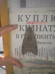 Agrius convolvuli