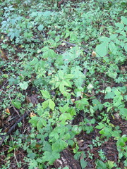 Sanicula chinensis