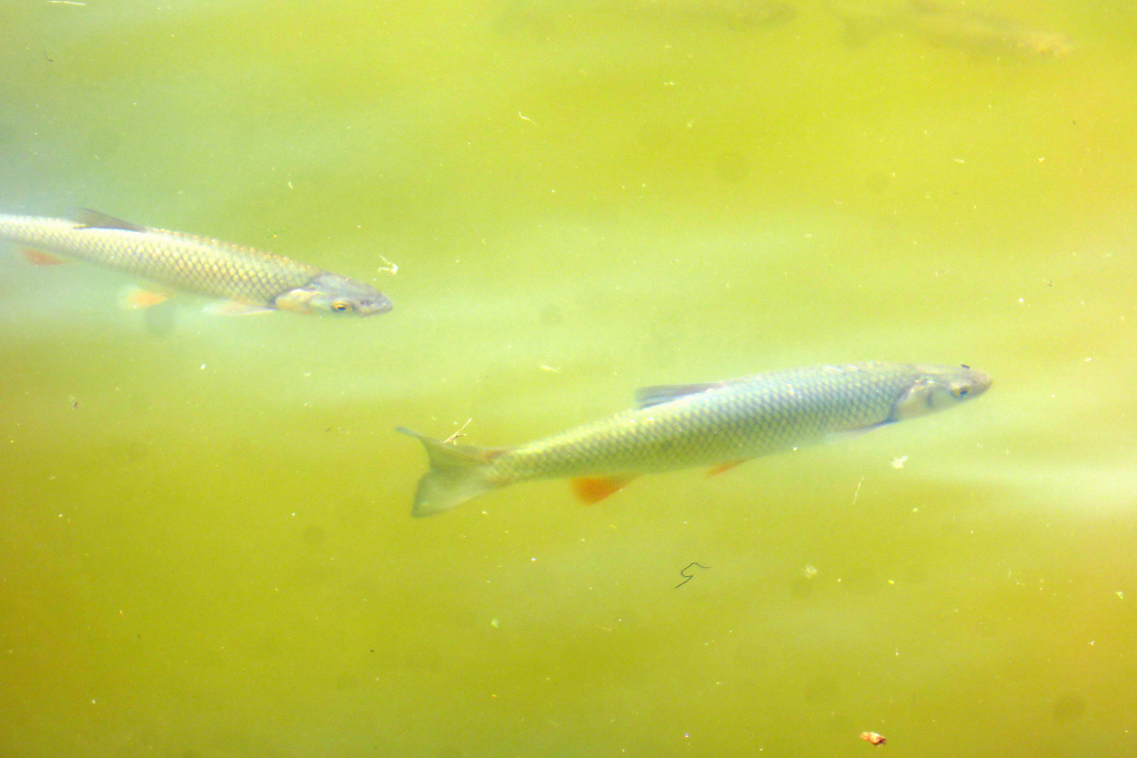 Chub (Squalius cephalus) — Cyprinidae