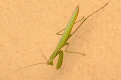 Mantis religiosa