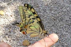Papilio machaon