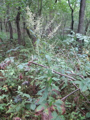 Artemisia stolonifera