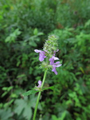 Stachys aspera