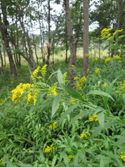 Solidago gigantea