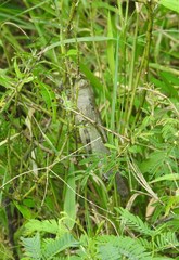 Anacridium flavescens