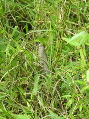 Anacridium flavescens