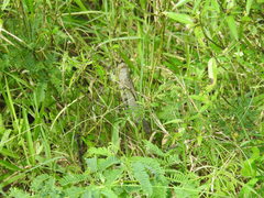 Anacridium flavescens