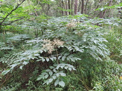 Aralia elata