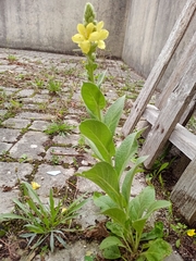 Verbascum thapsus crassifolium