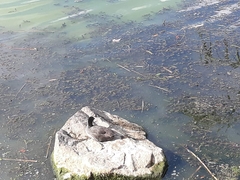 Fulica atra