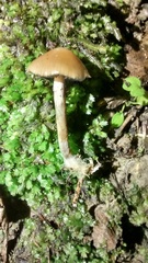 Psilocybe cyanescens