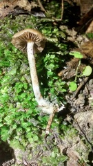 Psilocybe cyanescens