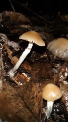 Psilocybe cyanescens