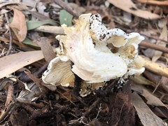 Leucopaxillus cerealis