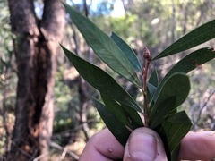 Melaleuca flavovirens