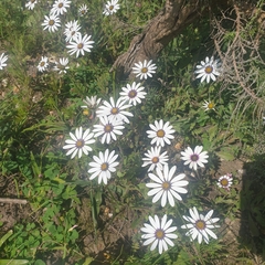 Dimorphotheca pluvialis
