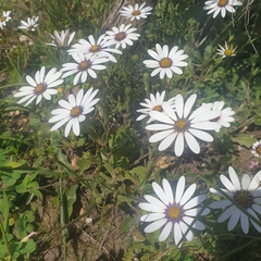 Dimorphotheca pluvialis