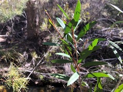 Melaleuca flavovirens