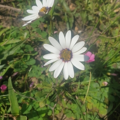 Dimorphotheca pluvialis