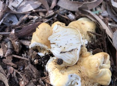 Leucopaxillus cerealis