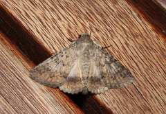 Pandesmini