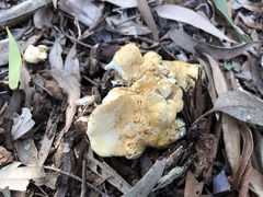 Leucopaxillus cerealis