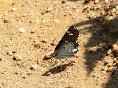 Caprona