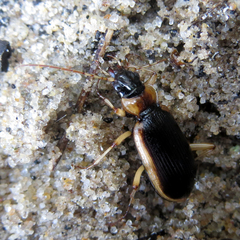 Nebria livida