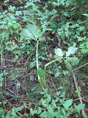 Arisaema amurense