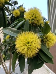 Xanthostemon chrysanthus
