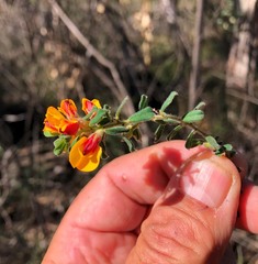 Pultenaea hartmannii