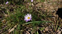 Brachyscome multifida