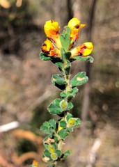 Pultenaea hartmannii