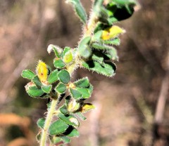Pultenaea hartmannii