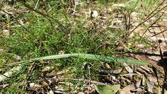 Brachyscome multifida