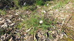 Brachyscome multifida